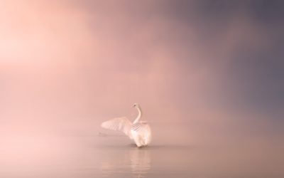 12 כללים לחיים – ג'ורדן פיטרסון